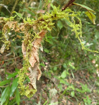 Aerobryopsis capensis, photographed by Nicola van Berkel