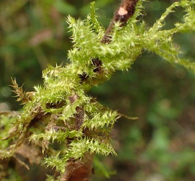 Aerobryopsis capensis, photographed by Nicola van Berkel