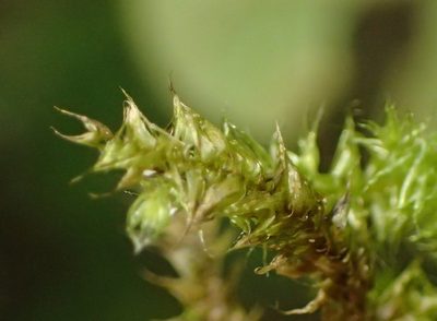Aerobryopsis capensis, photographed by Nicola van Berkel