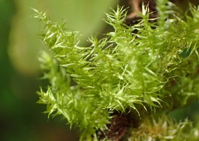 Aerobryopsis capensis, photographed by Nicola van Berkel