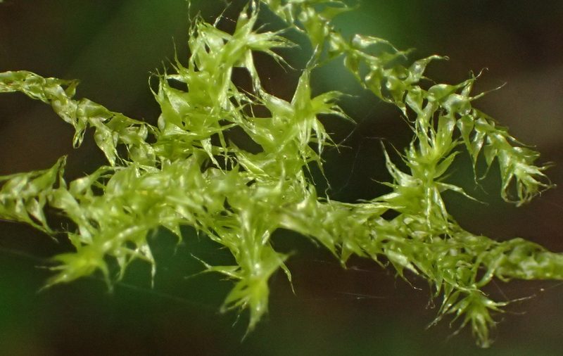 Aerobryopsis capensis, photographed by Nicola van Berkel
