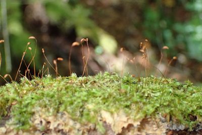 Chryso-hypnum patens, photographed by Nicola van Berkel