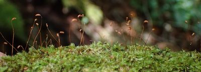 Chryso-hypnum patens, photographed by Nicola van Berkel
