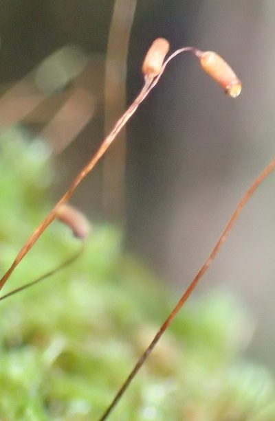 Chryso-hypnum patens, photographed by Nicola van Berkel