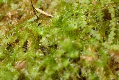 Chryso-hypnum patens, photographed by Nicola van Berkel