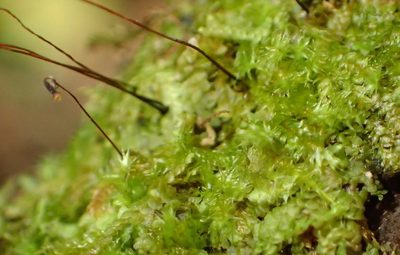 Chryso-hypnum patens, photographed by Nicola van Berkel