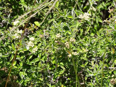 Plecostachys serpyllifolia, photographed by Shaun Swanepoel