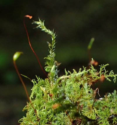 Pelekium versicolor, photographed by Nicola van Berkel