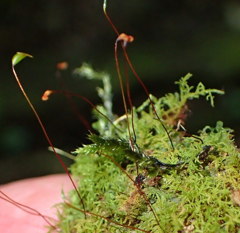 Pelekium versicolor, photographed by Nicola van Berkel