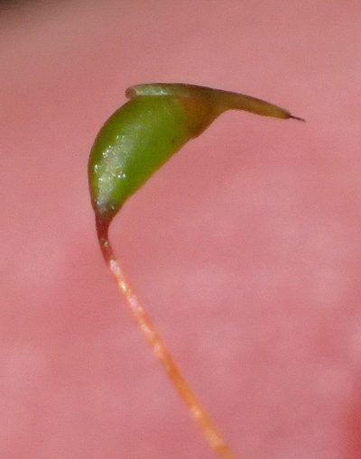 Pelekium versicolor, photographed by Nicola van Berkel