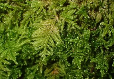 Ectropothecium regulare, photographed by Nicola van Berkel