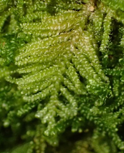 Ectropothecium regulare, photographed by Nicola van Berkel
