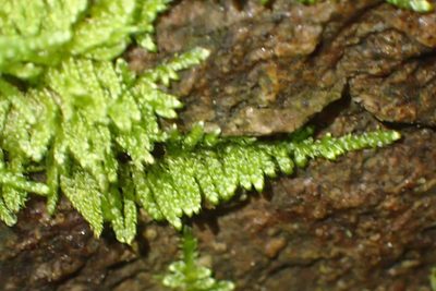 Ectropothecium regulare, photographed by Nicola van Berkel