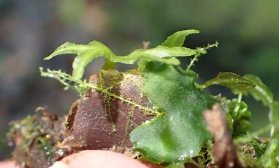Symphyogyna podophylla, photographed by Nicola van Berkel
