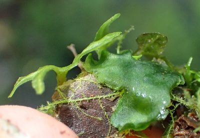 Symphyogyna podophylla, photographed by Nicola van Berkel