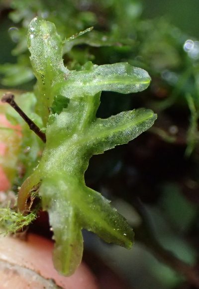 Symphyogyna podophylla, photographed by Nicola van Berkel