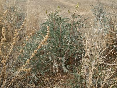 Astragalus oxyphysus, photographed by Casey H. Richart
