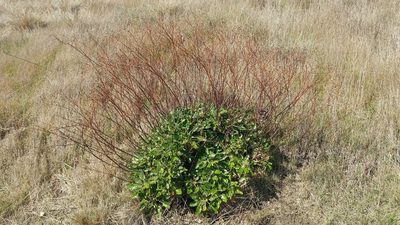 Eriogonum grande, photographed by Casey H. Richart
