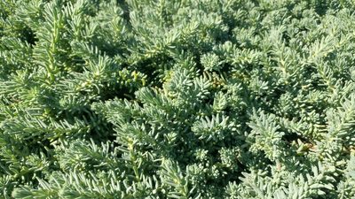 Suaeda taxifolia, photographed by Casey H. Richart