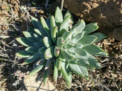 Dudleya greenei, photographed by Casey H. Richart