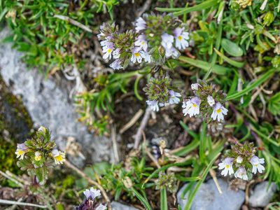 Euphrasia minima, photographed by rainerburkard