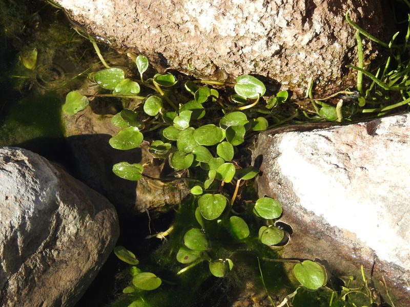Ranunculus flagelliformis, photographed by Naturalist Tours