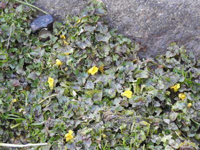 Erythranthe glabrata, photographed by Naturalist Tours