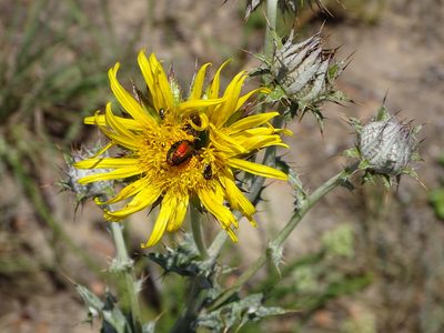 Berkheya decurrens, photographed by Shaun Swanepoel