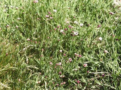 Baccharis juncea, photographed by Naturalist Tours