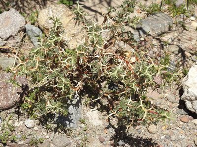 Adesmia horrida