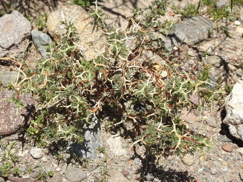 Adesmia horrida, photographed by Naturalist Tours