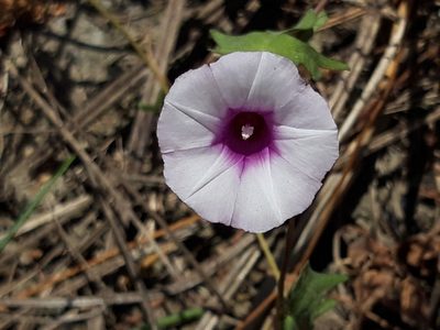 Ipomoea trifida, photographed by keesgroenendijk