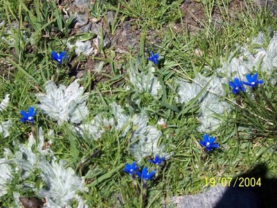 Gentiana sierrae, photographed by Santiago Martín-Bravo