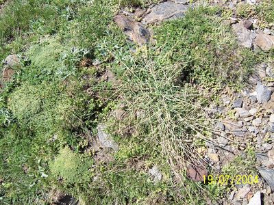 Reseda complicata, photographed by Santiago Martín-Bravo