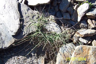Reseda complicata, photographed by Santiago Martín-Bravo