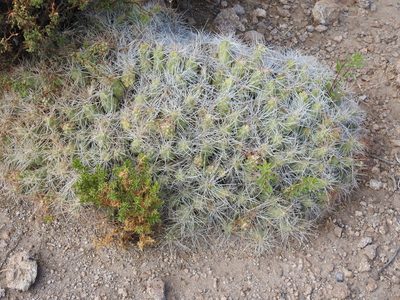 Cumulopuntia chichensis, photographed by Naturalist Tours