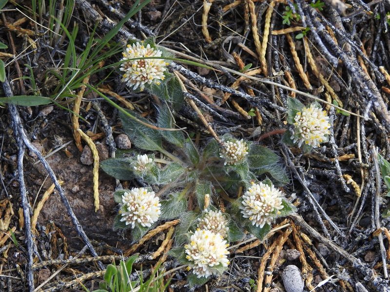 Gomphrena meyeniana, photographed by Naturalist Tours