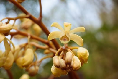Erythrorchis altissima, photographed by Cheng-Tao Lin