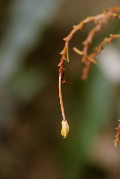 Erythrorchis altissima, photographed by Cheng-Tao Lin