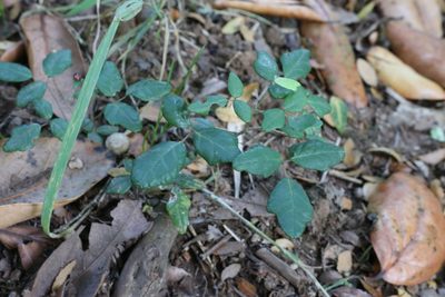 Boquila trifoliolata, photographed by nitsuga74