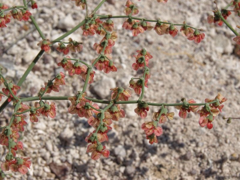 Eriogonum hookeri, photographed by Jim Morefield