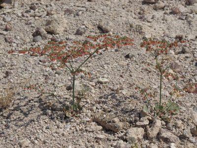 Eriogonum hookeri, photographed by Jim Morefield