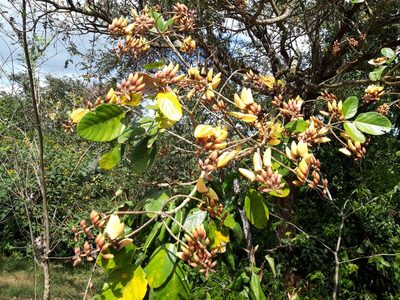 Erythrina fusca, photographed by keesgroenendijk