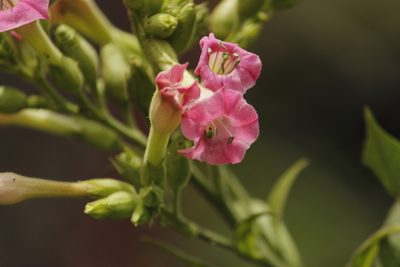 Nicotiana tabacum, photographed by Ruth Gutiérrez Oliveros