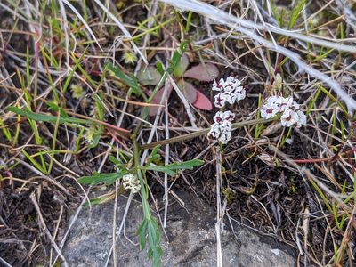 Lomatium piperi, photographed by David Anderson