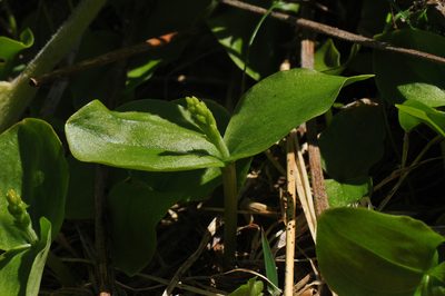 Neottia convallarioides, photographed by Todd Boland