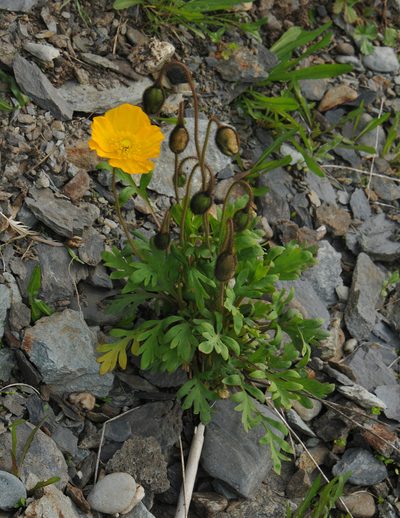 Oreomecon nudicaulis, photographed by Todd Boland