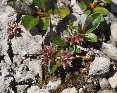 Salix jejuna, photographed by Todd Boland