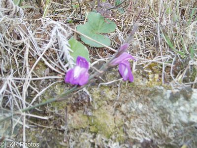 Justicia alpina, photographed by lallen