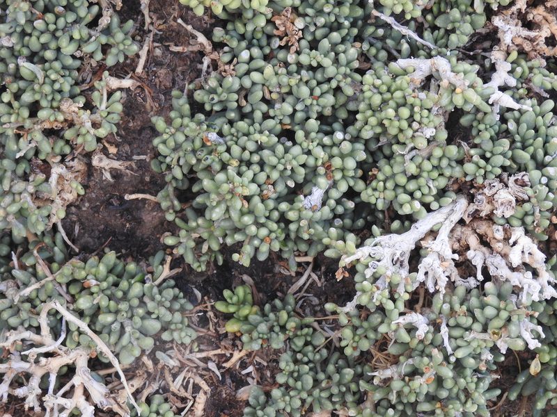 Lycium humile, photographed by Naturalist Tours